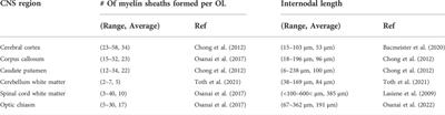 Heterogeneity and regulation of oligodendrocyte morphology